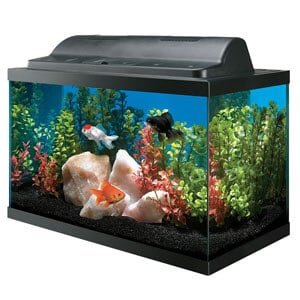 Kombiniertes Aquarium für Tank und Haube