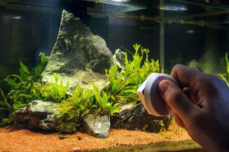 Algen aus dem Aquarium entfernen