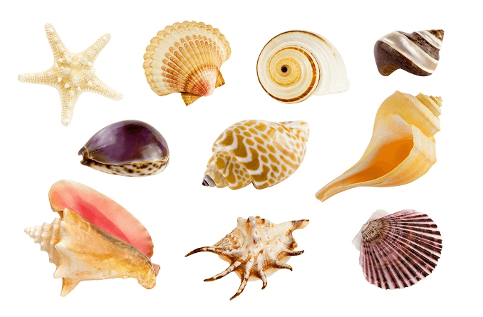 Muscheln im Aquarium