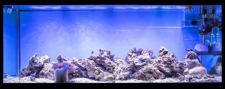 100 Gallonen Aquarium Setup