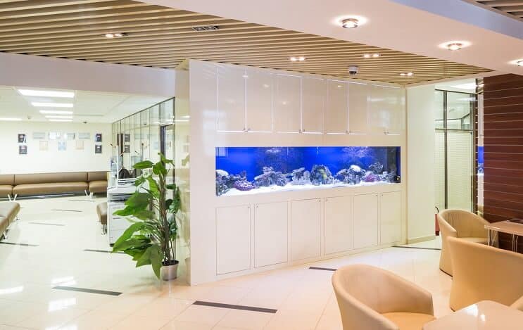 100 Gallonen Aquarium