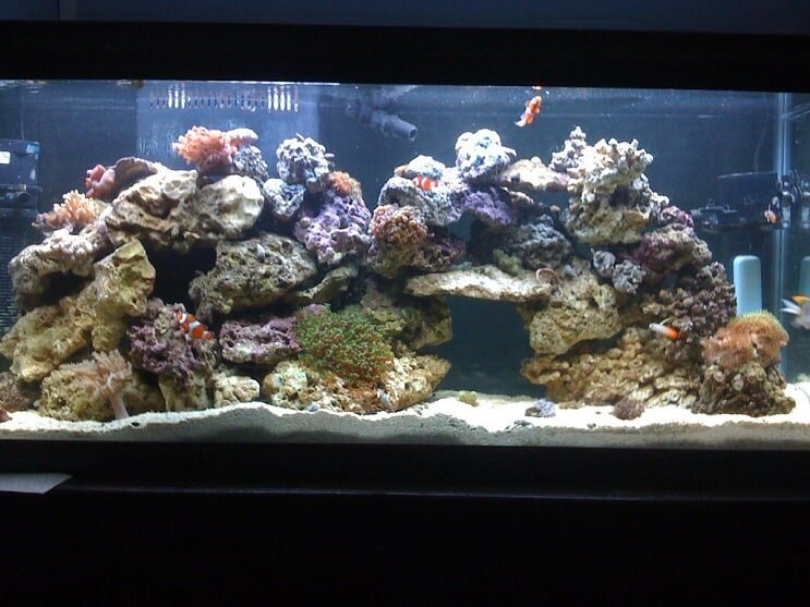 55 Gallonen Riff Tank