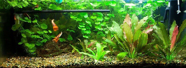 75 Gallonen Tank