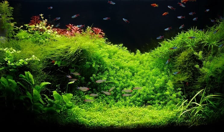 75 Gallonen Aquarium
