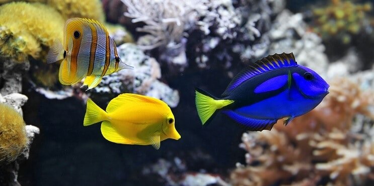 75 Gallonen Fisch