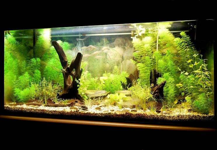 Aquarium mit UV-Sterilisator