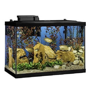 Bestes 20 Gallonen Aquarium Starter Kit