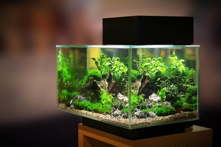 20 Gallonen Aquarium