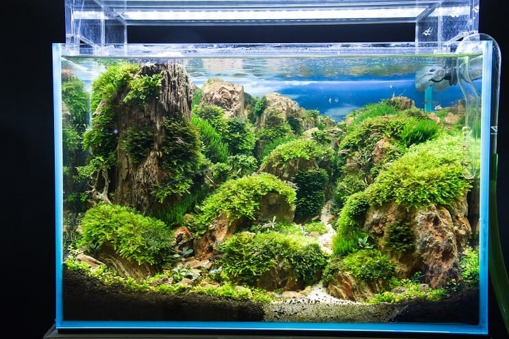 So richten Sie ein Aquarium ein