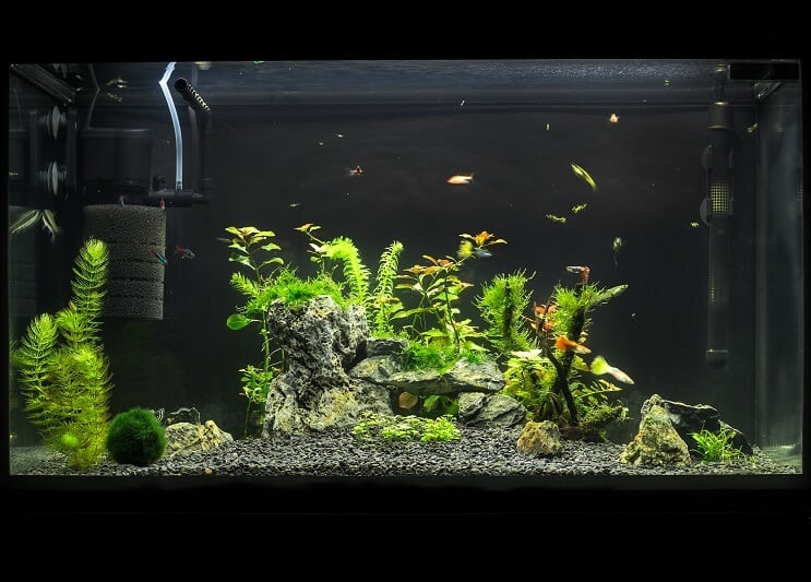 20 Gallonen langes Aquarium