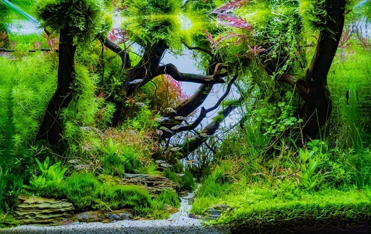 20 Gallonen langes Aquarium Setup-Ideen