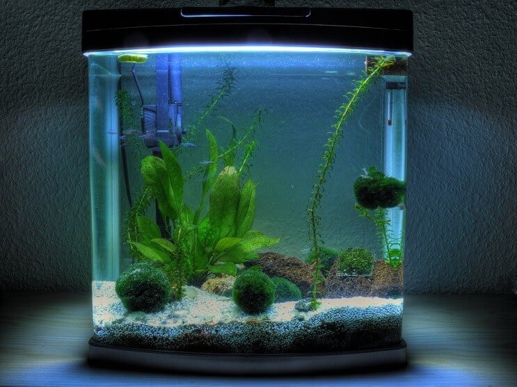 3 Gallonen Aquarium
