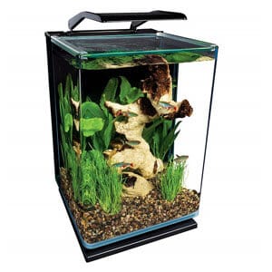 Erschwinglichstes 5 Gallonen Aquarium