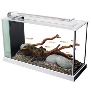 Bestes 5 Gallonen Aquarium