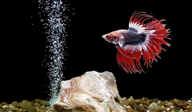 Betta Fisch