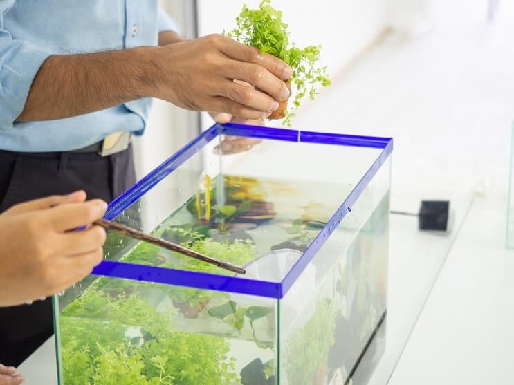 Einrichten eines 5-Gallonen-Aquariums