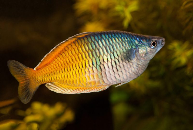 Boesemani Regenbogen