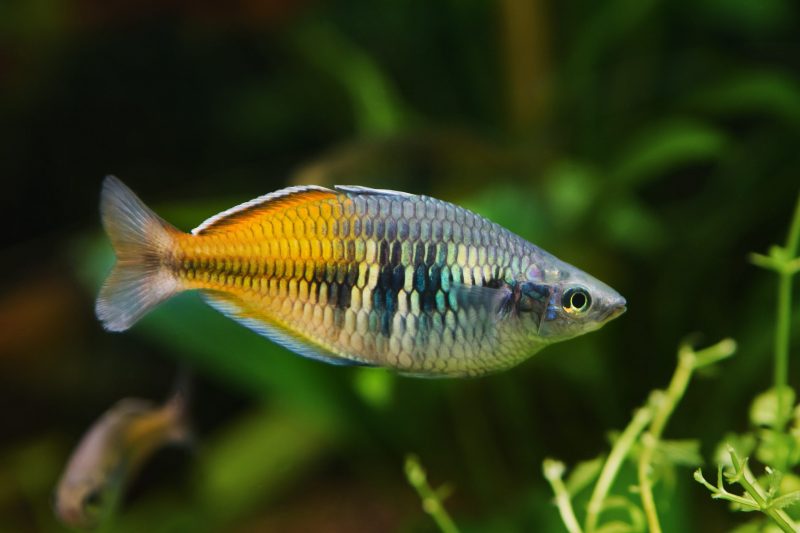 Boesemani Regenbogen