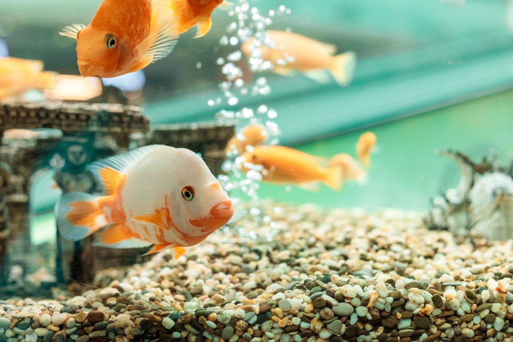 Wie fahre ich ein Aquarium?