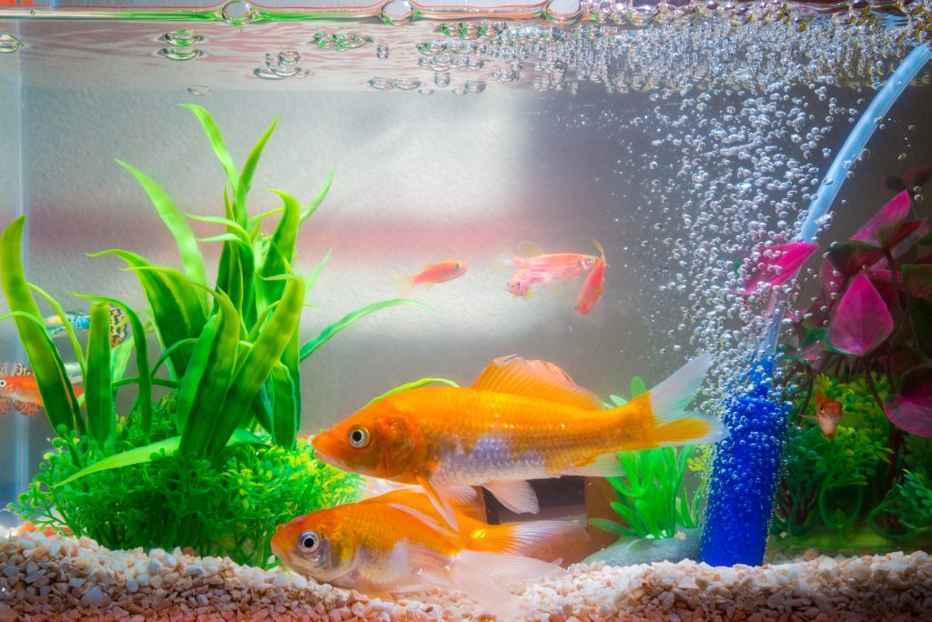 Wie fahre ich ein Aquarium?