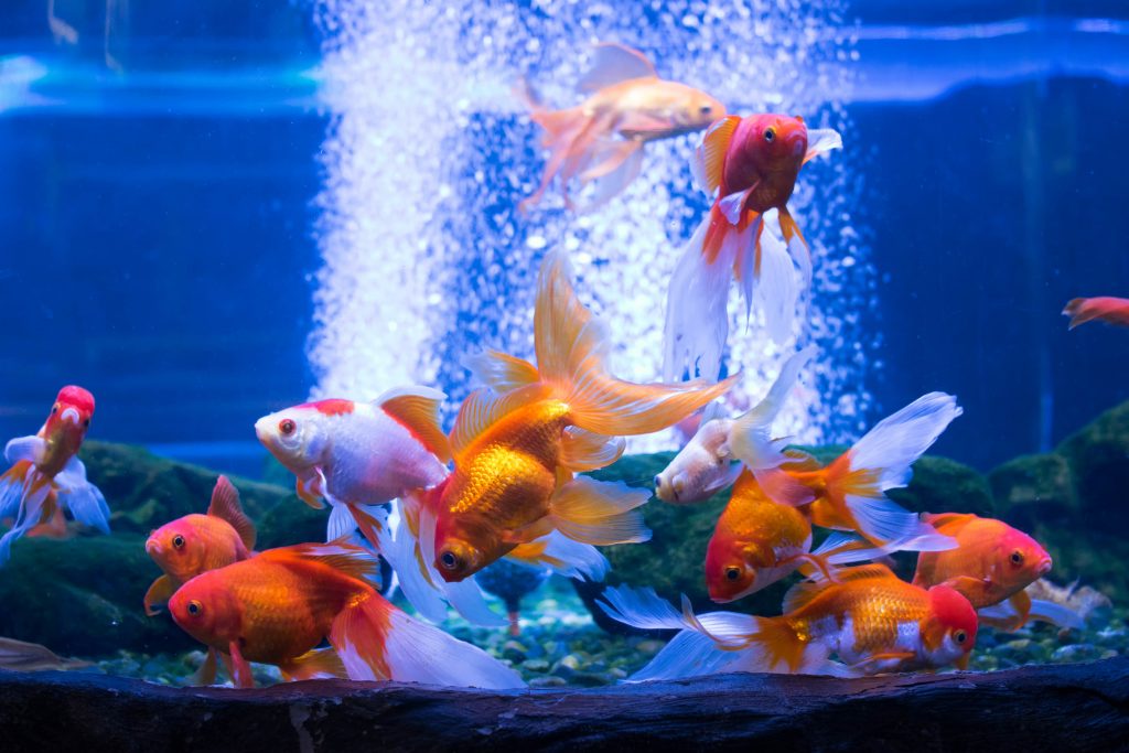 Wie fahre ich ein Aquarium?