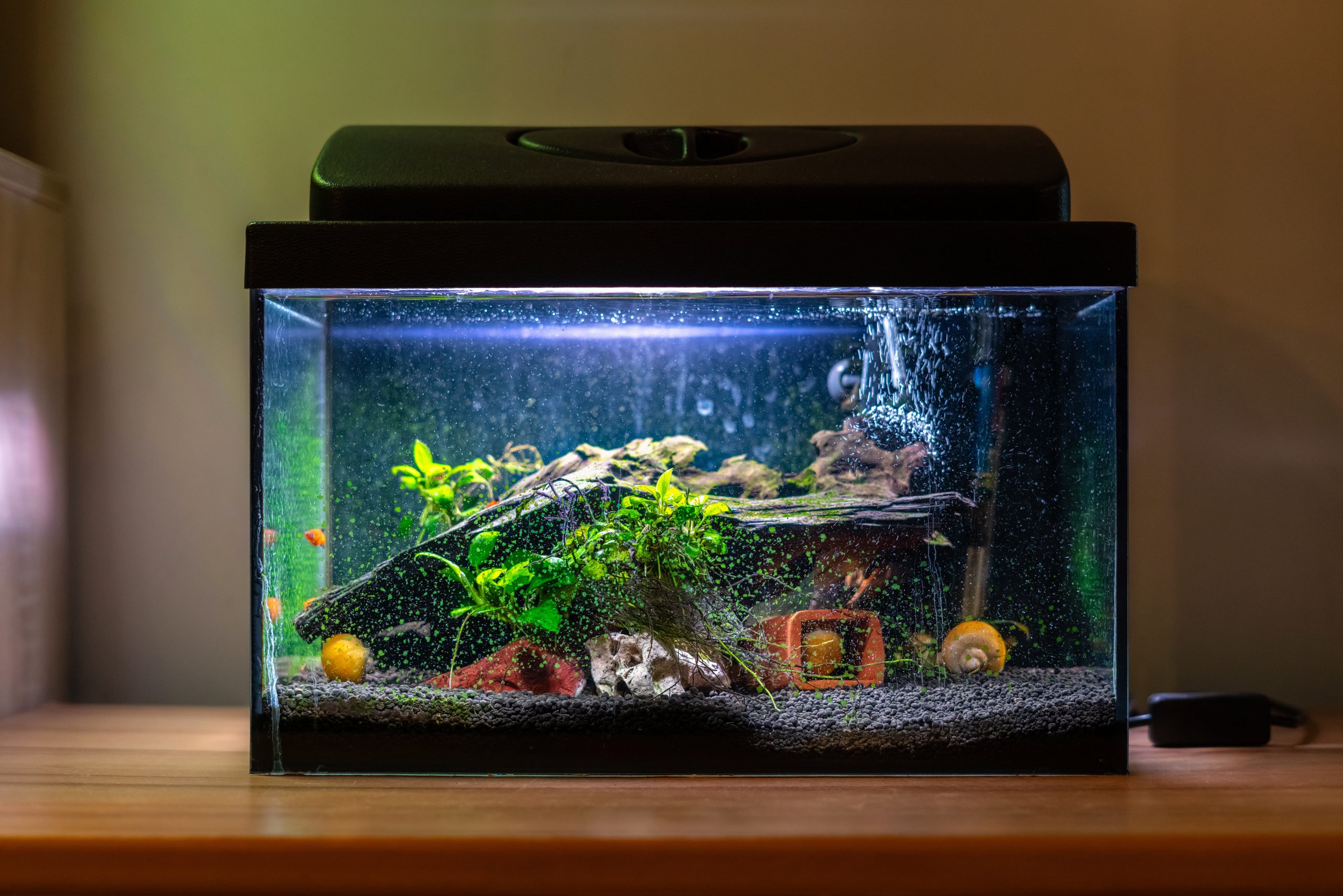 Wie man ein Aquarium baut