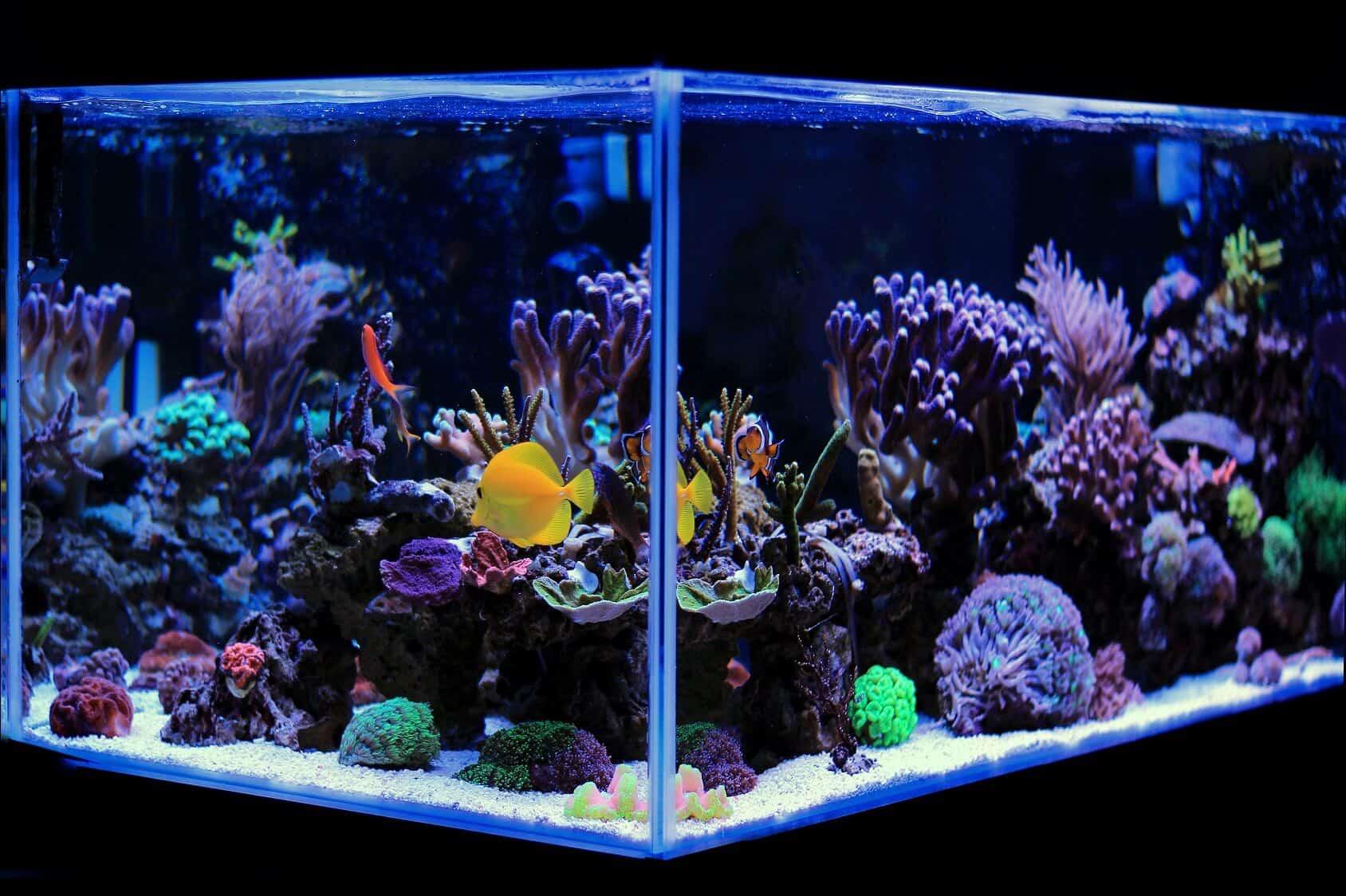 Beste 20 Gallonen lange Aquarien (Strumpf Ideen, Ausrüstung und mehr) Banner
