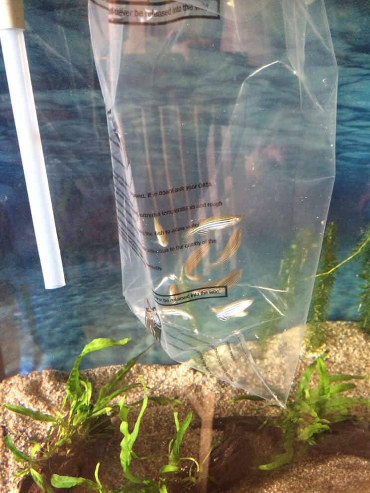 Hinzufügen von Fisch zum Tank