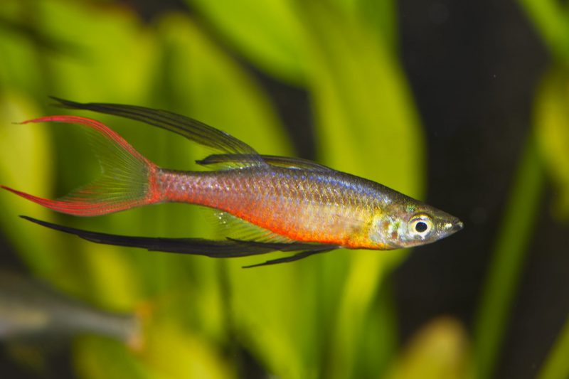 Regenbogen Fisch