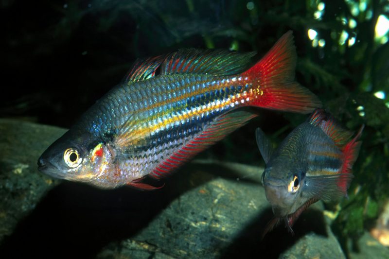 Regenbogen Fisch