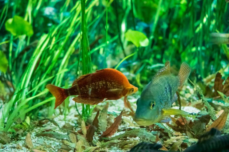 Regenbogen Fisch