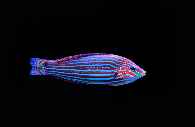 Regenbogen Fisch