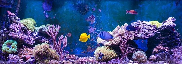 Salzwassertank