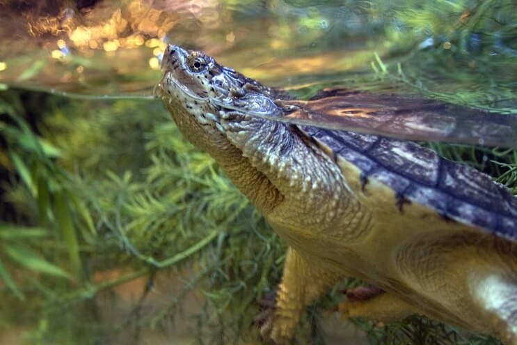 Schildkröte