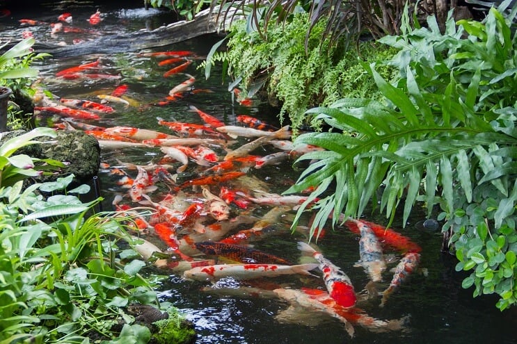 Koi-Teich