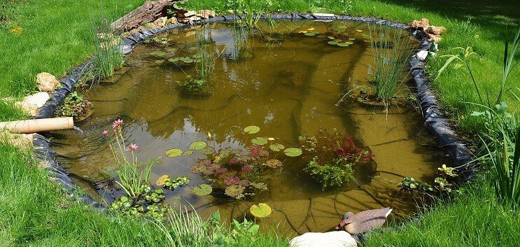 Den Teich pflanzen
