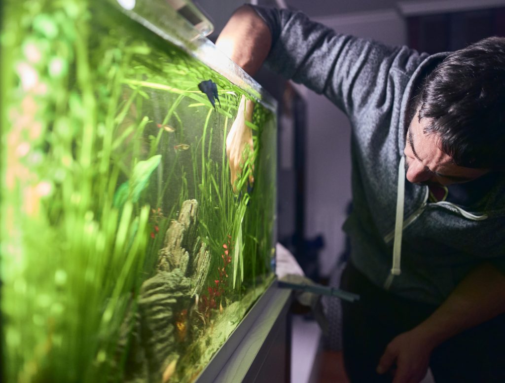 trübes Wasser im Aquarium