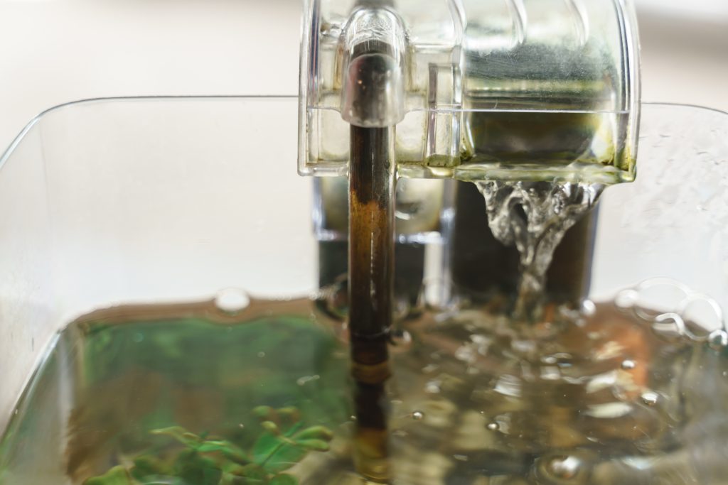 trübes Wasser im Aquarium