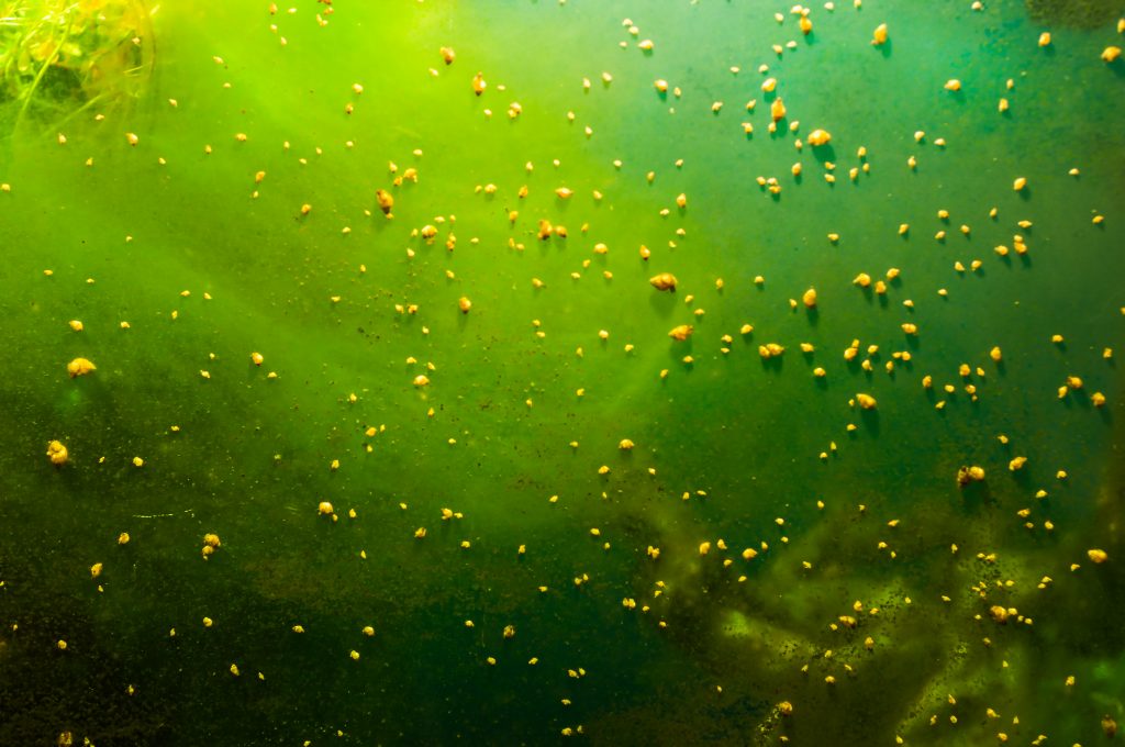 trübes Wasser im Aquarium