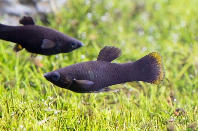 Schwarze Mollies