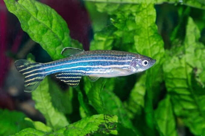 Zebrafisch (Danio)