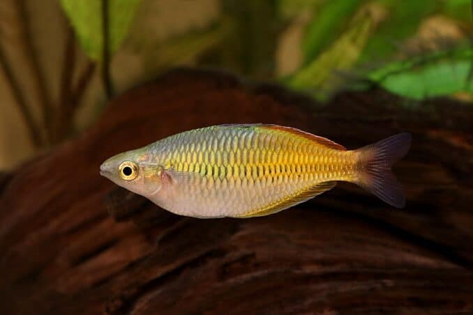 Boesemans Regenbogenfisch