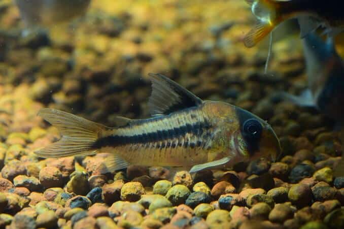 Corydoras Wels