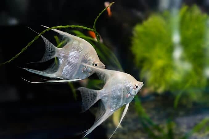 Kaiserfisch