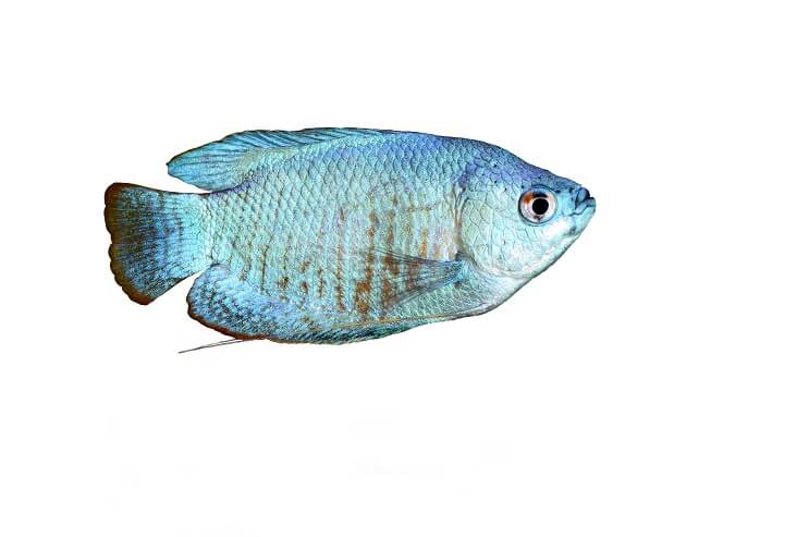 Puderblauer Gourami