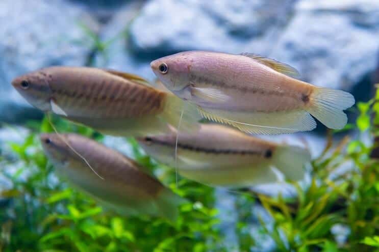 Schlangenhaut-Gourami