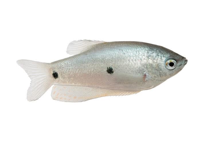 Drei-Punkte-Gourami