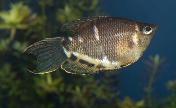 Schokoladen-Gourami