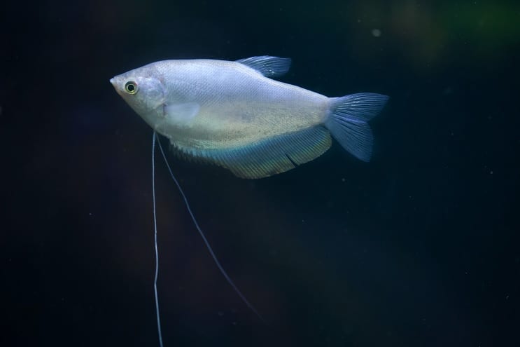 Mondschein Gourami