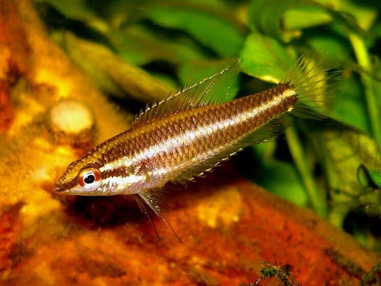 Süßholz Gourami